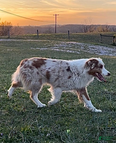 Abigail 