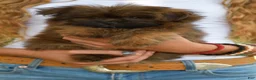 Mixed Breed dogs for sale: Pixsy (mini Chewbacca)  - Ad 5