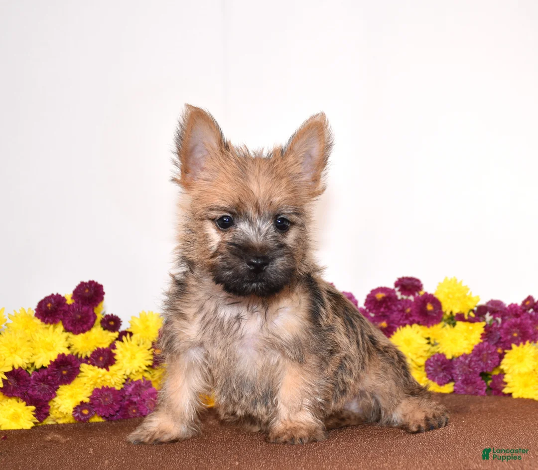 Cairn Terrier dogs for sale: Koda - Ad 3