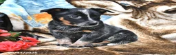 Australian Cattle Dog dogs for sale: Honey - Ad 2