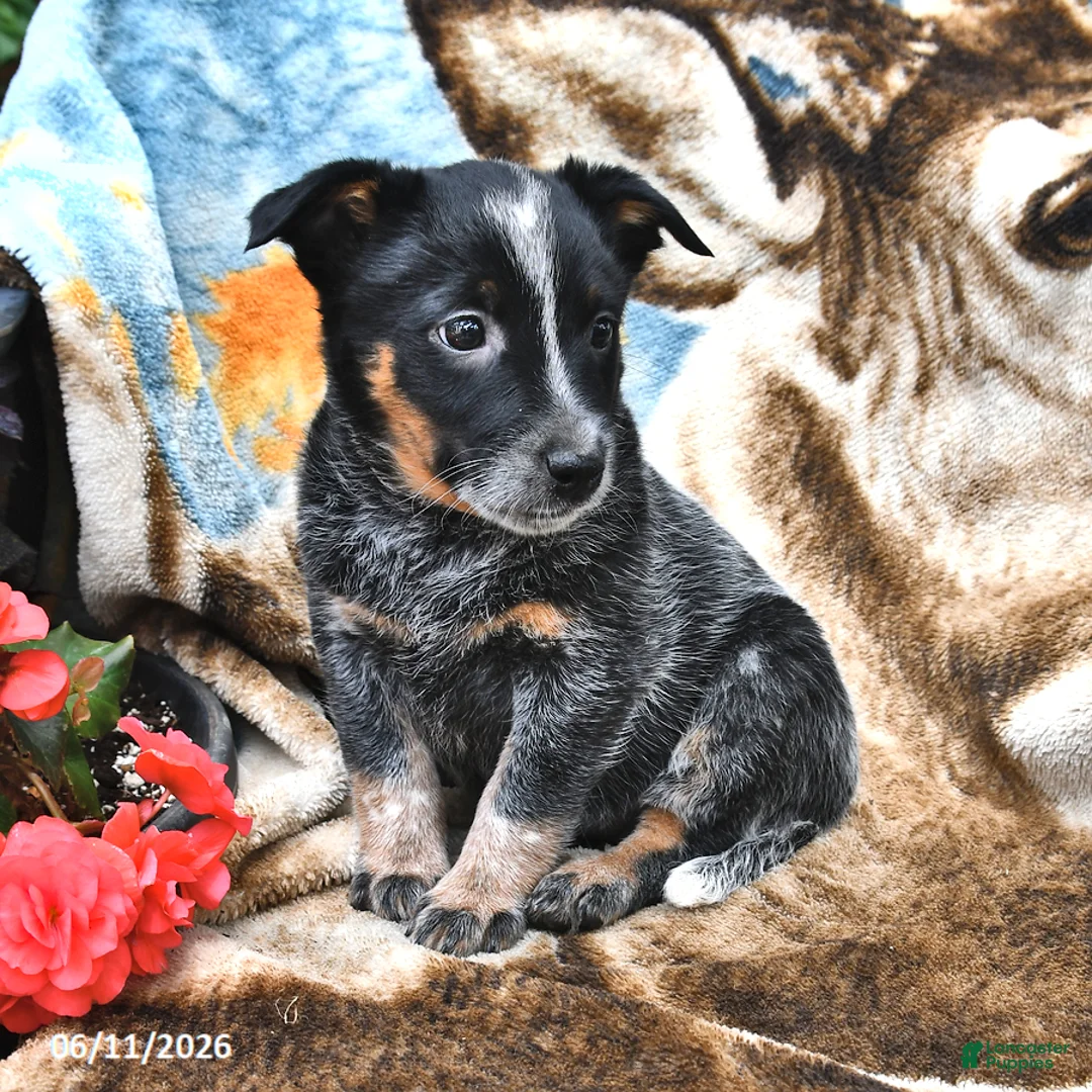 Australian Cattle Dog dogs for sale: Honey - Ad 2