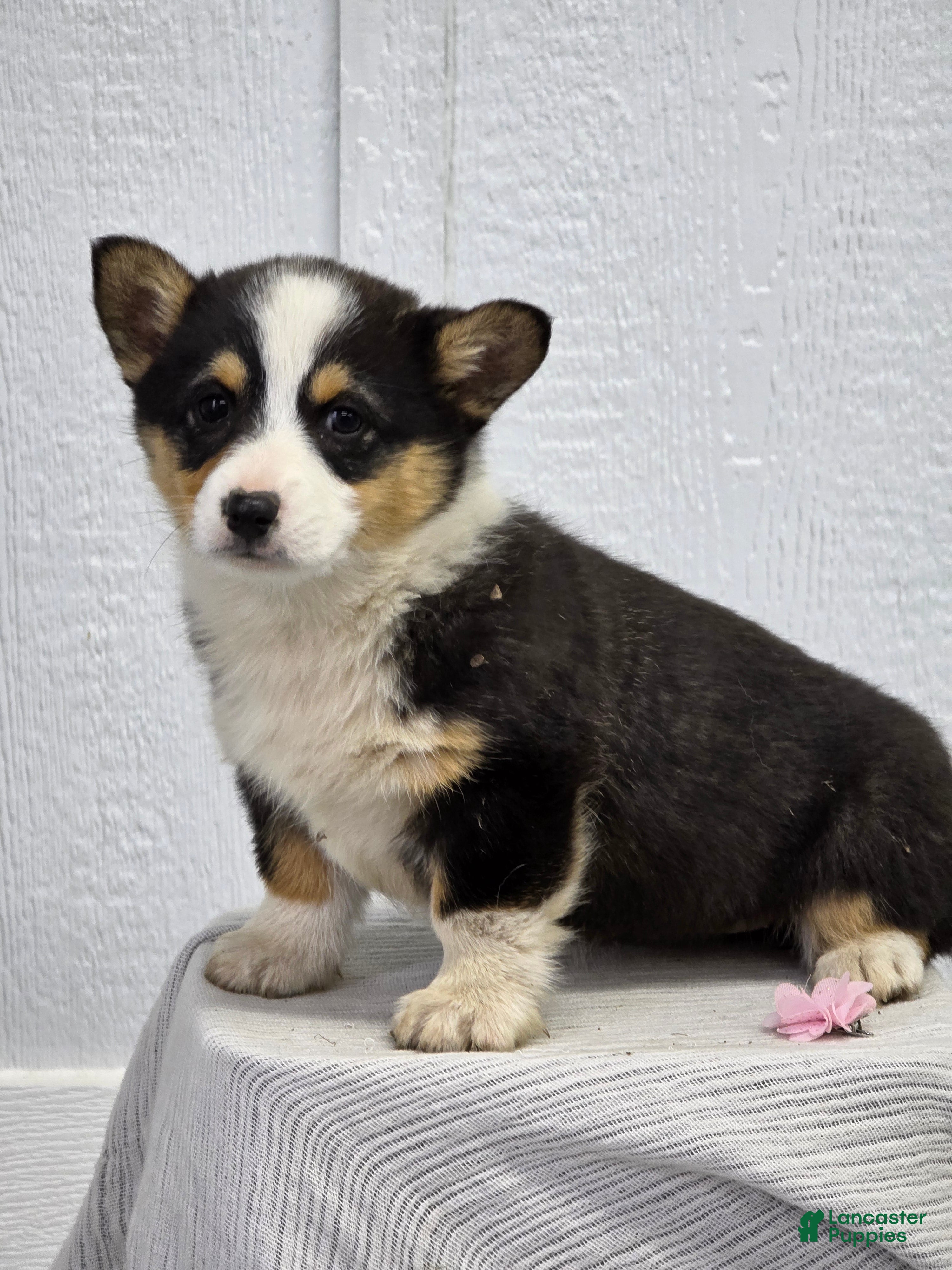 Welsh Corgi Pembroke dogs Jill - Ad 1