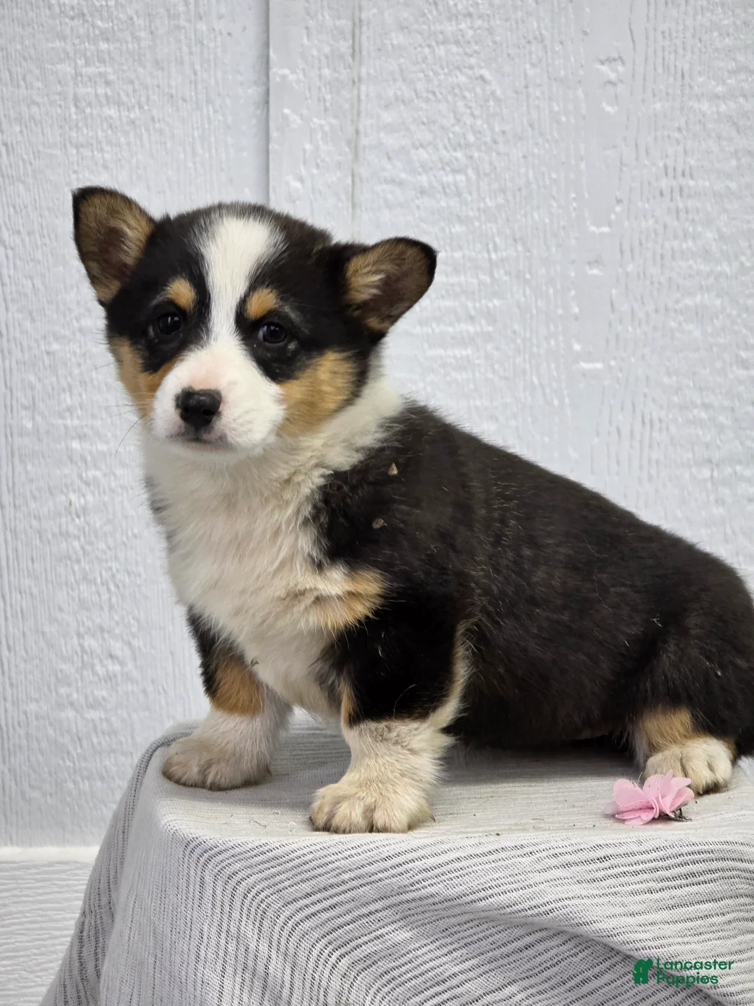 Welsh Corgi Pembroke dogs for sale: Jill - Ad 1