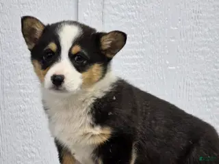 Welsh Corgi Pembroke dogs for sale: Jill - Ad 3