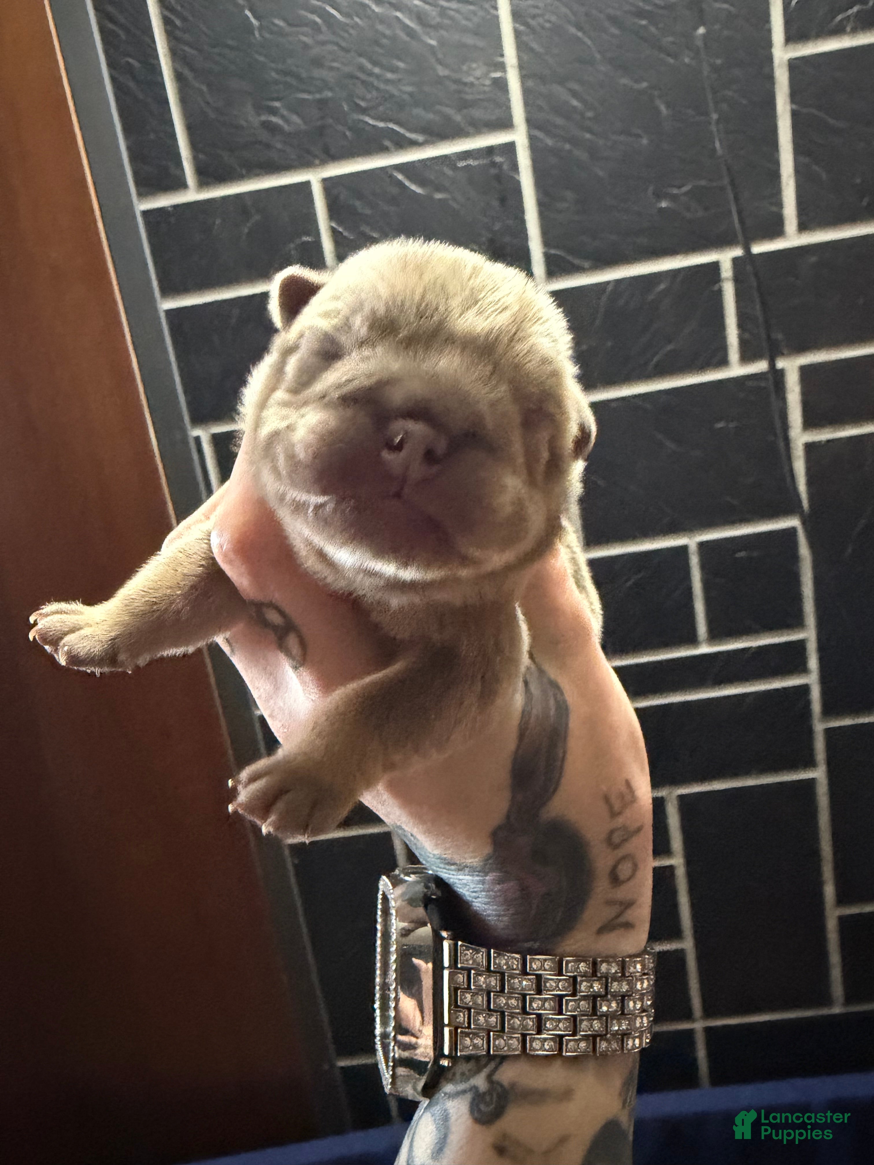 English Bulldog dogs Lilac full suit male - Ad 42