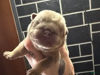 English Bulldog dogs Lilac full suit male - Ad 42