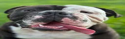 Olde English Bulldogge dogs for sale: Olde English Bulldogge 1 - Ad 10