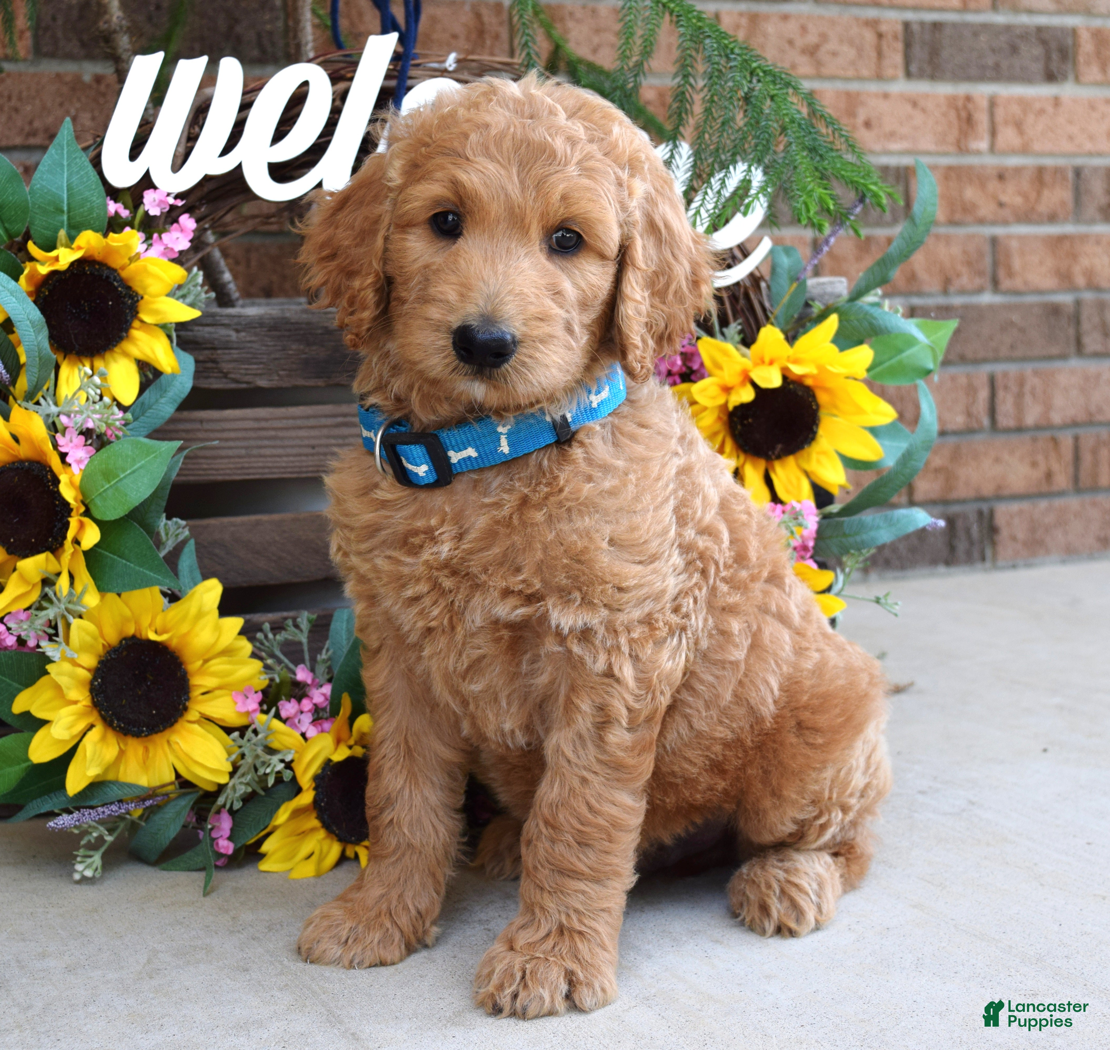 Goldendoodle dogs Rudy - Ad 2