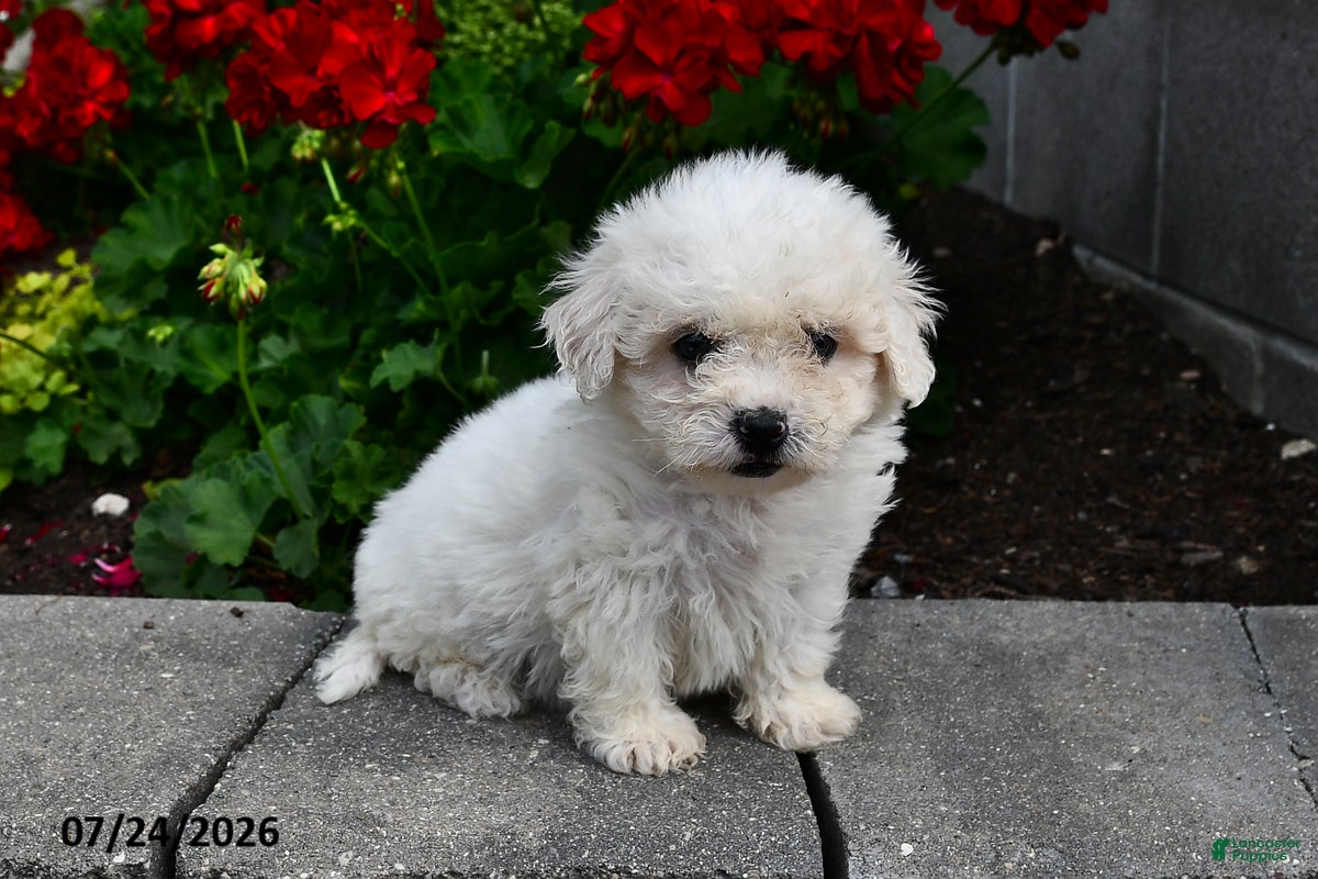 Teddy Bear dogs Austin - Ad 2