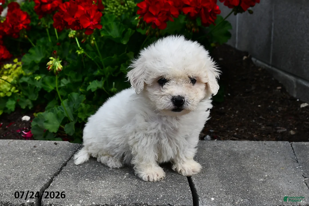 Teddy Bear dogs for sale: Austin - Ad 2