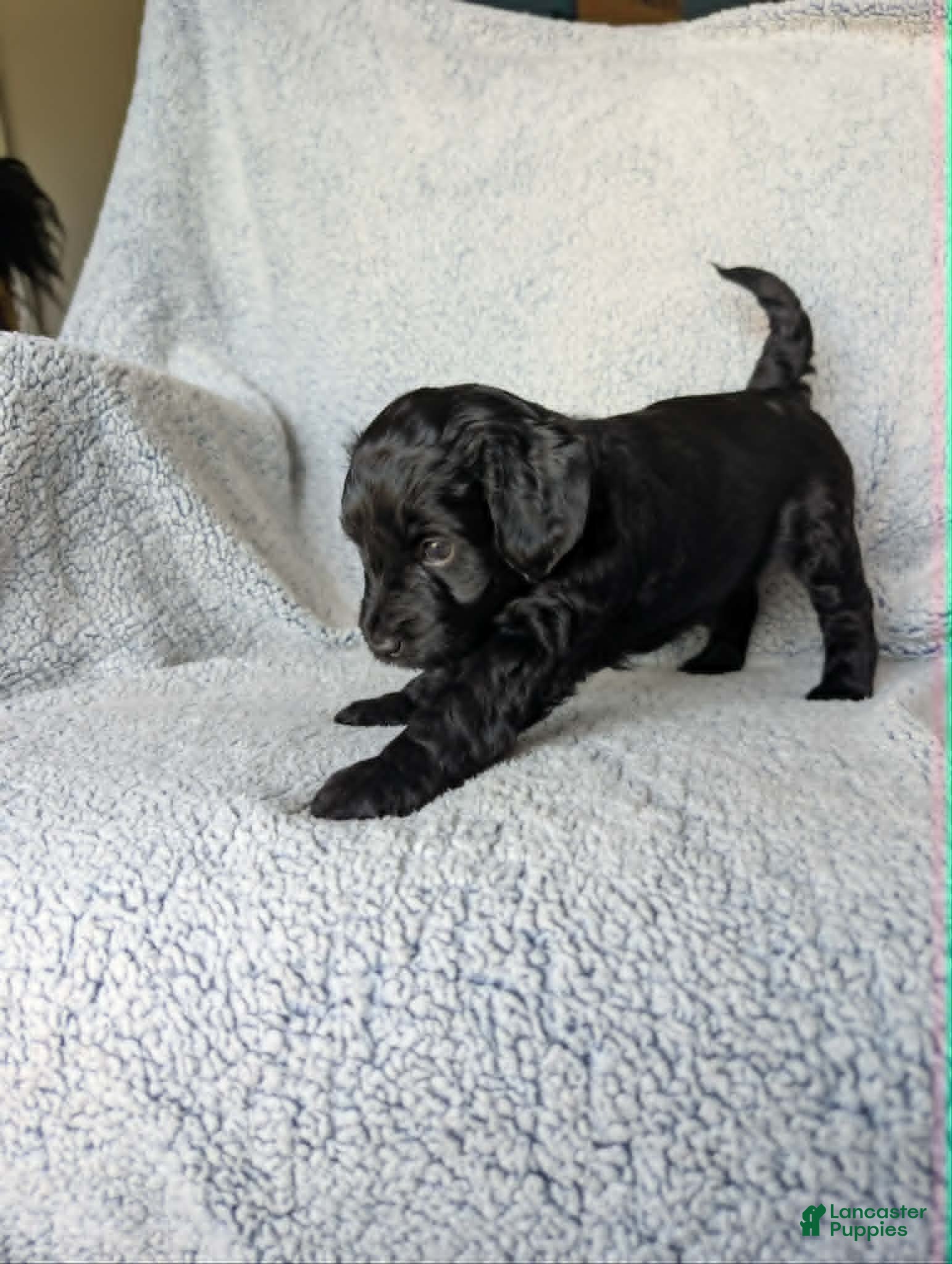 Mixed Breed dogs for sale: Midnight  - Ad 3