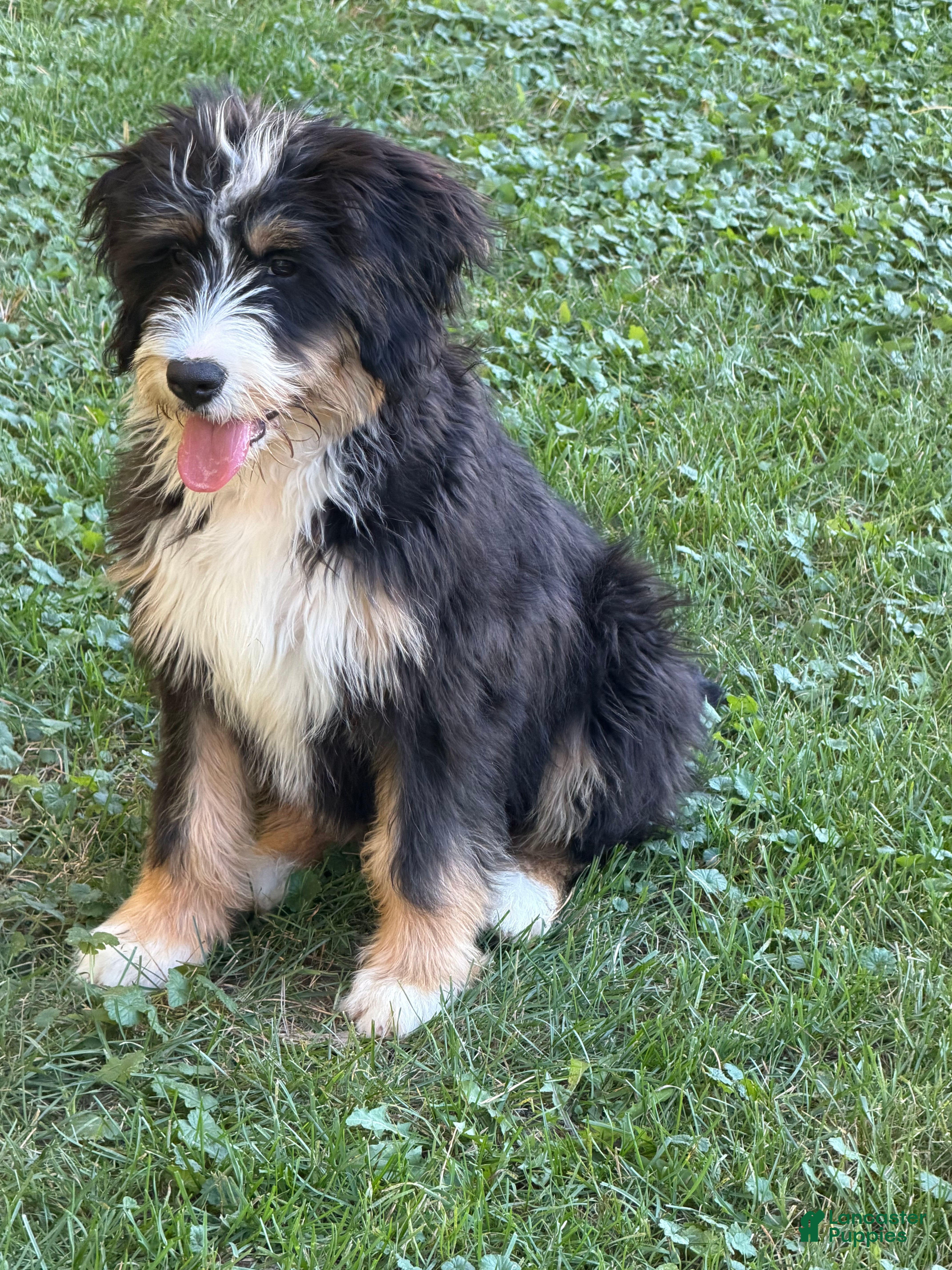 Mini Bernedoodle dogs for sale: Mini Bernedoodle 1 - Ad 2