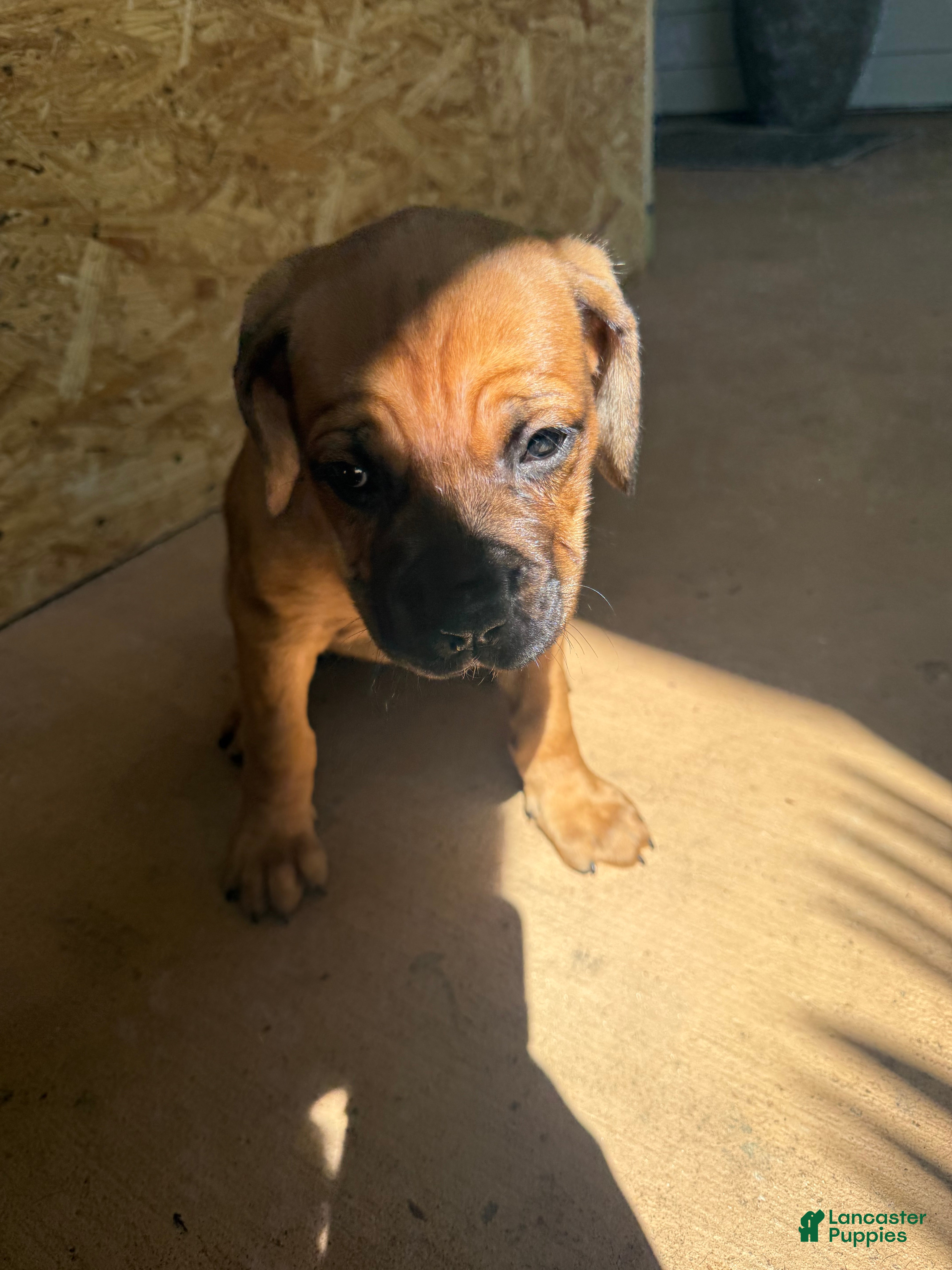 Cane Corso dogs Cane Corso Puppy 3 - Ad 8