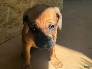 Cane Corso dogs Cane Corso Puppy 3 - Ad 8