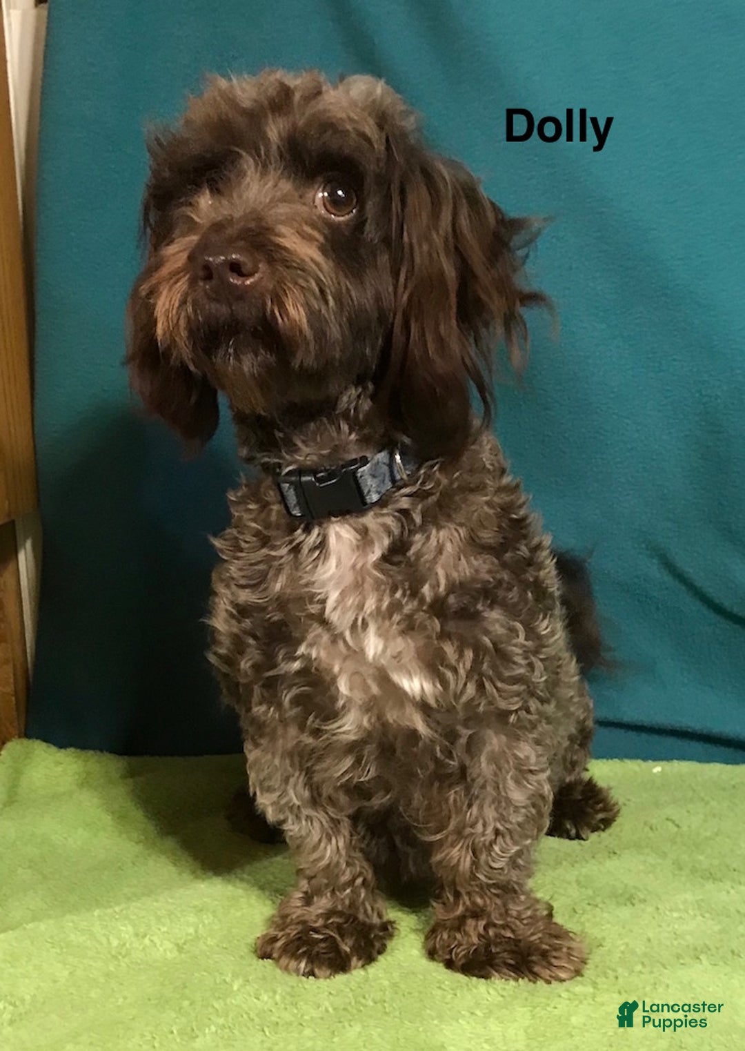 Havanese dogs for sale: AKC Dolly's Green Collar Male - Ad 2