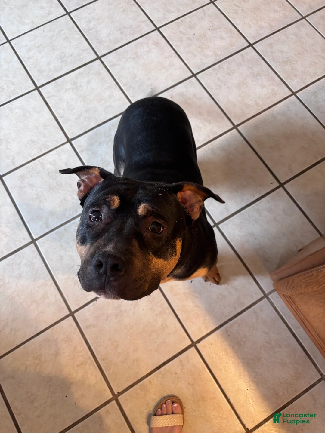 American Bully dogs for sale: American Bully Puppy 1 - Ad 2