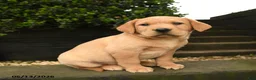 Labrador Retriever dogs for sale: Ginger - Ad 4
