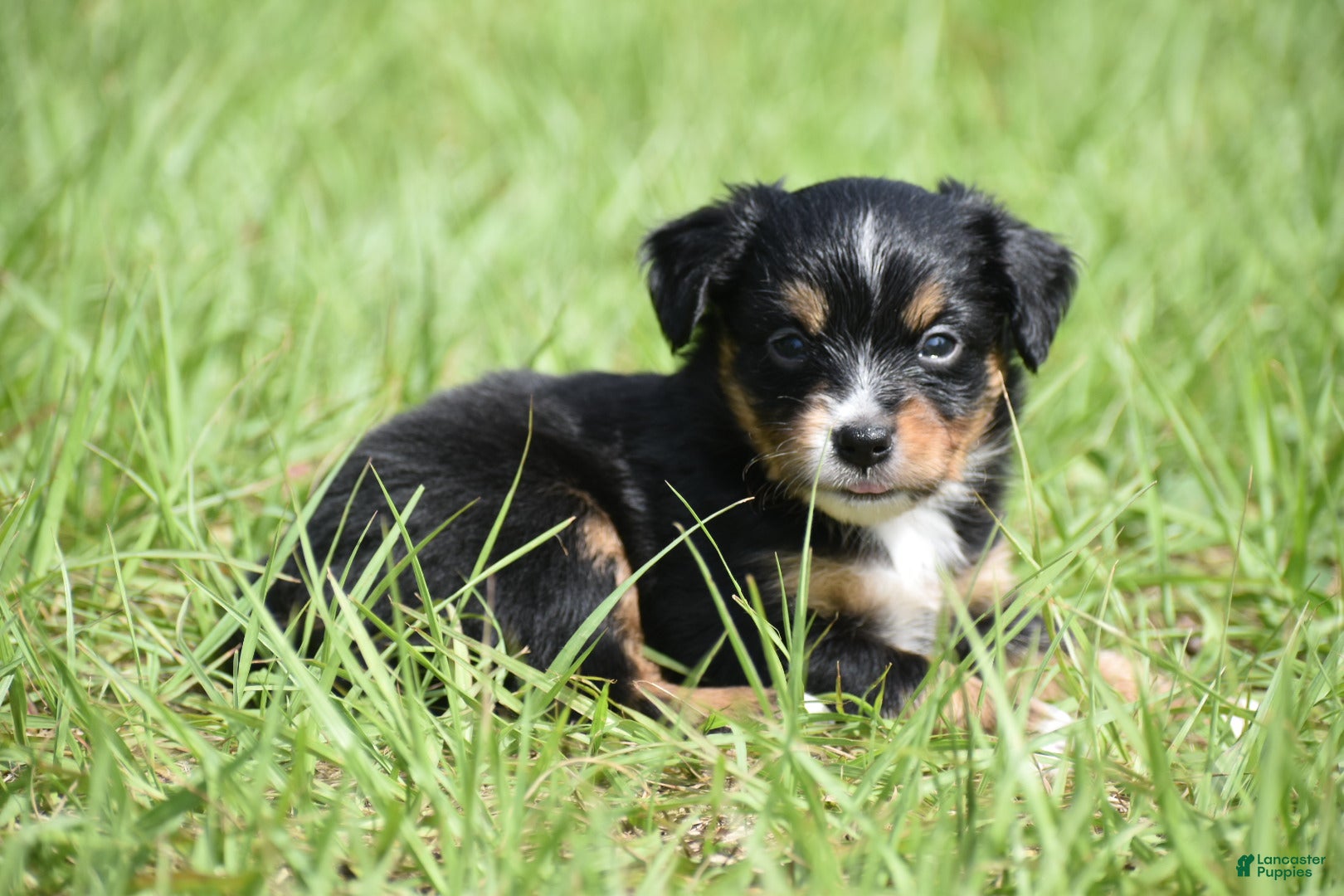 Toy Australian Shepherd dogs for sale: Toy Australian Shepherd Puppy 1 - Ad 4