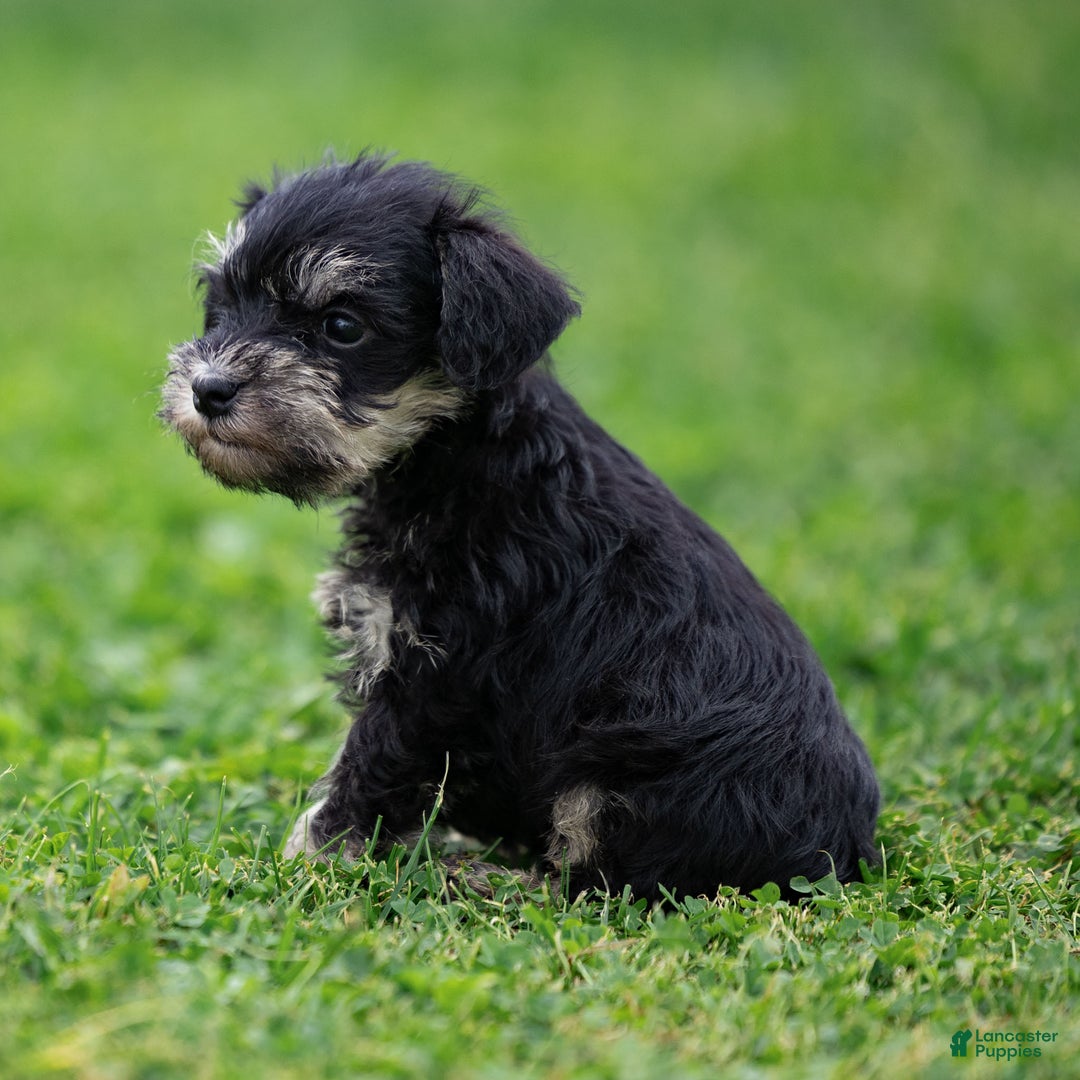 Miniature Schnauzer dogs for sale: Storm - Ad 7