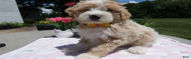 Mini Aussiedoodle 2 Bobby