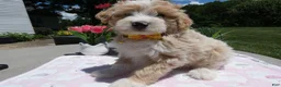 Mini Aussiedoodle dogs for sale: Mini Aussiedoodle 2 Bobby - Ad 1