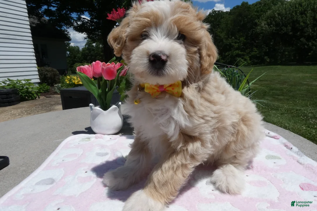 Mini Aussiedoodle dogs for sale: Mini Aussiedoodle 2 Bobby - Ad 1