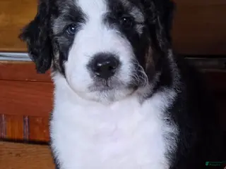 Aussiedoodle dogs Aussiedoodle 2 - Ad 25