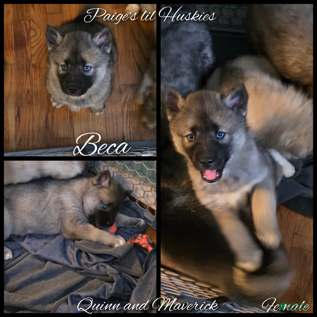 Siberian Husky dogs for sale: Beca - Ad 1