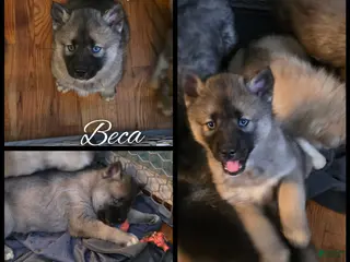 Siberian Husky dogs Beca - Ad 14