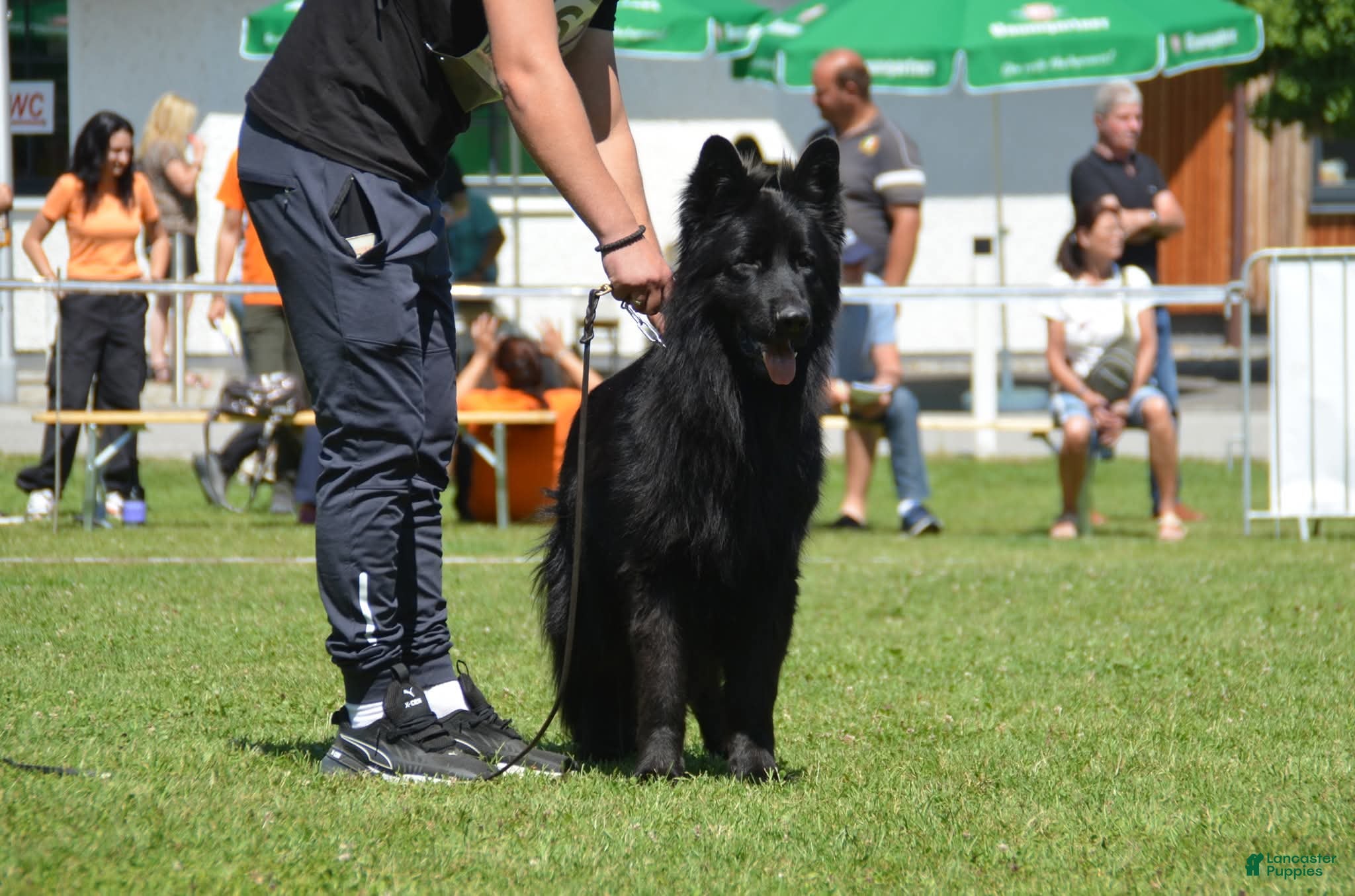 German Shepherd dogs German Shepherd Puppy 1 - Ad 32