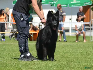 German Shepherd dogs German Shepherd Puppy 1 - Ad 23