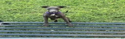 Italian Greyhound dogs for sale: Charlie - Ad 8
