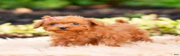Maltipoo dogs for sale: Berribelle - Ad 7