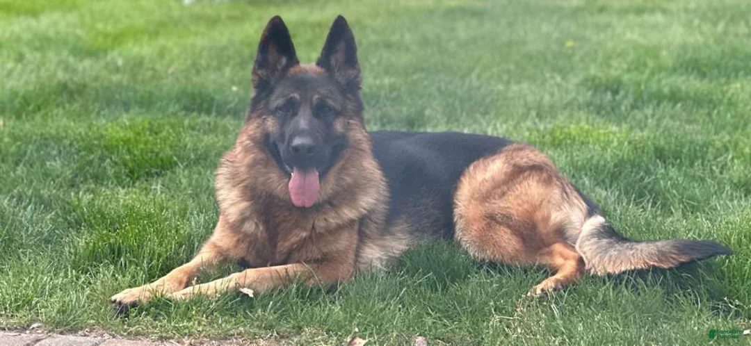 German Shepherd dogs for sale: German Shepherd Green Collar Male Nip Tail - Ad 5