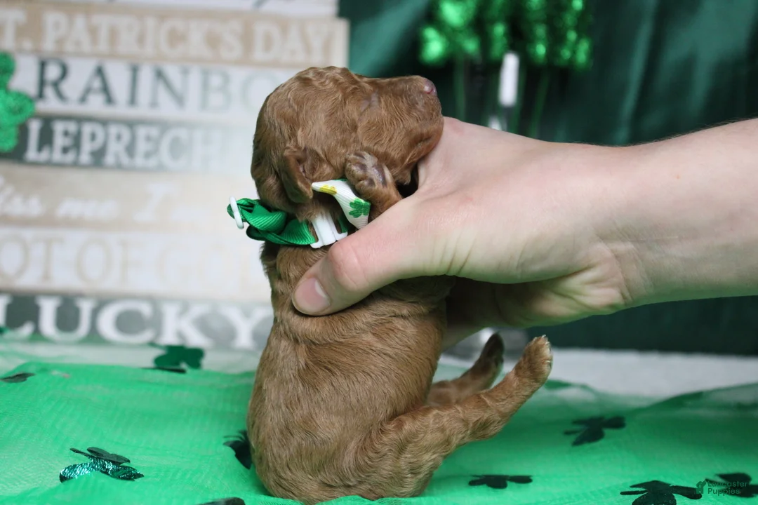 Miniature Poodle dogs for sale: Stephen  - Ad 6