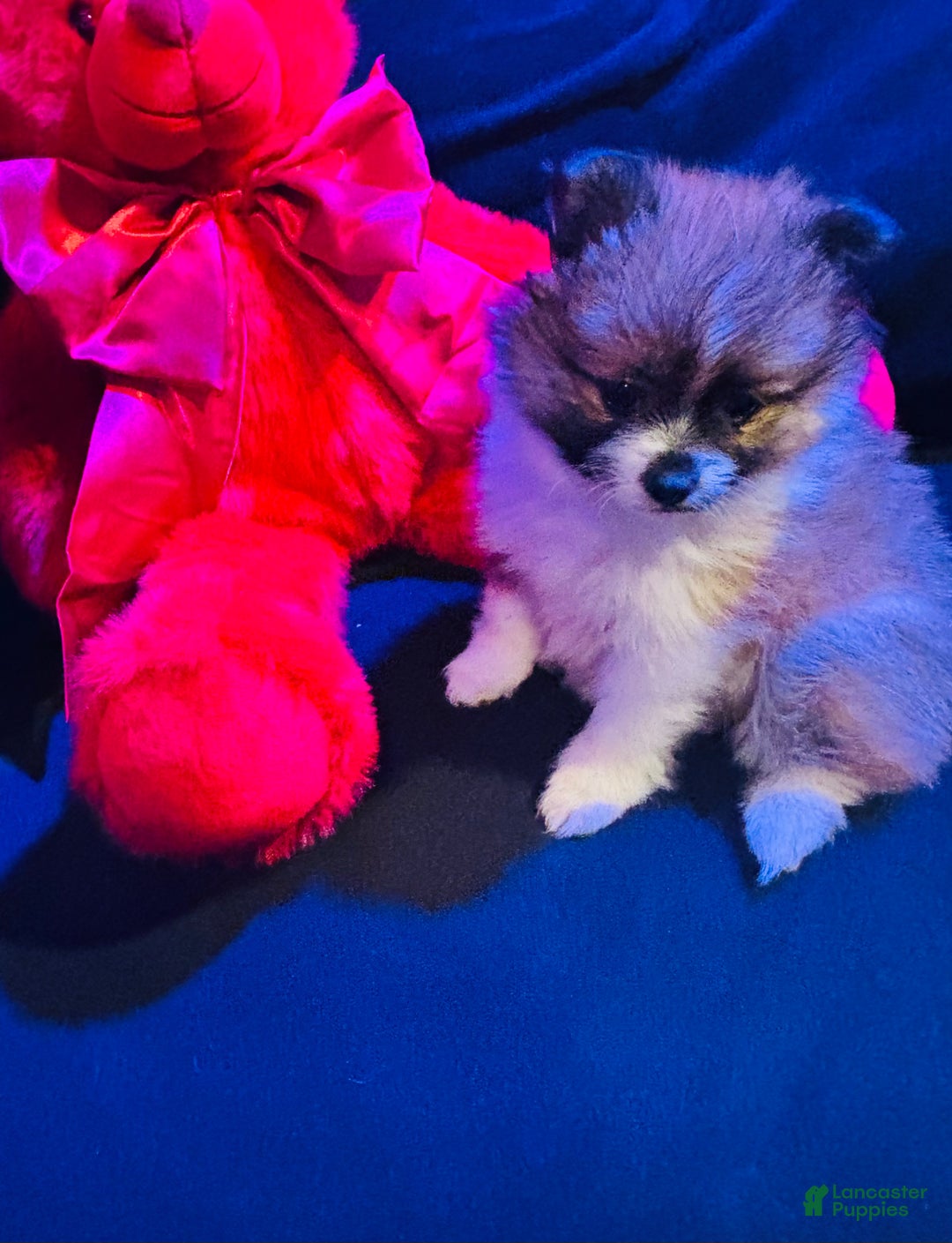 Pomeranian dogs for sale: Sparkles - Ad 5