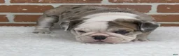 English Bulldog dogs for sale: Teresa - Ad 10