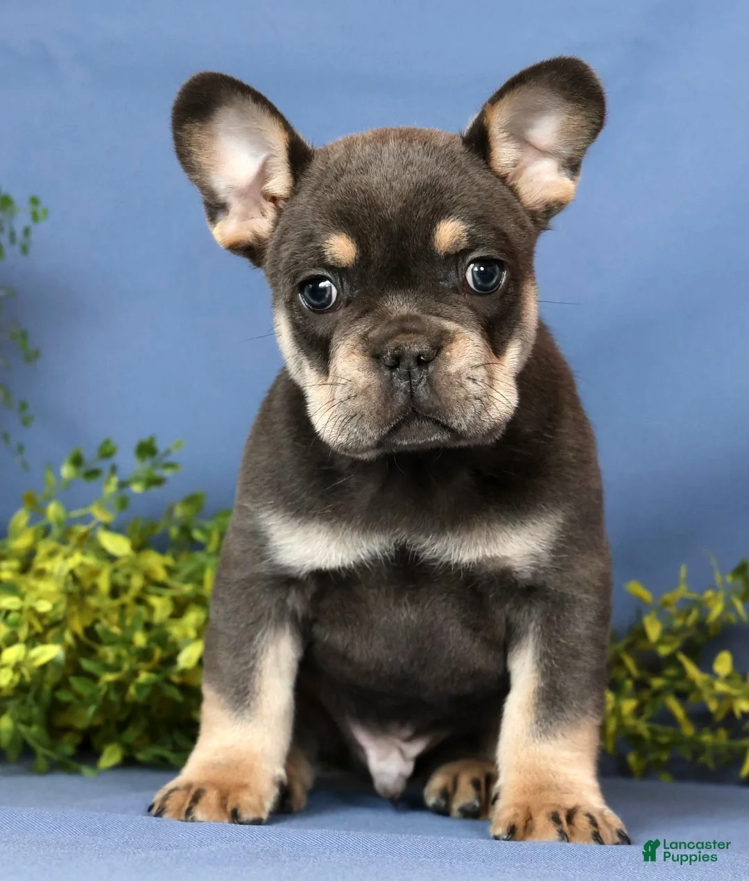 French Bulldog dogs for sale: Karl - Ad 1