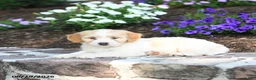 Mini Bernedoodle dogs for sale: Paris - Ad 5