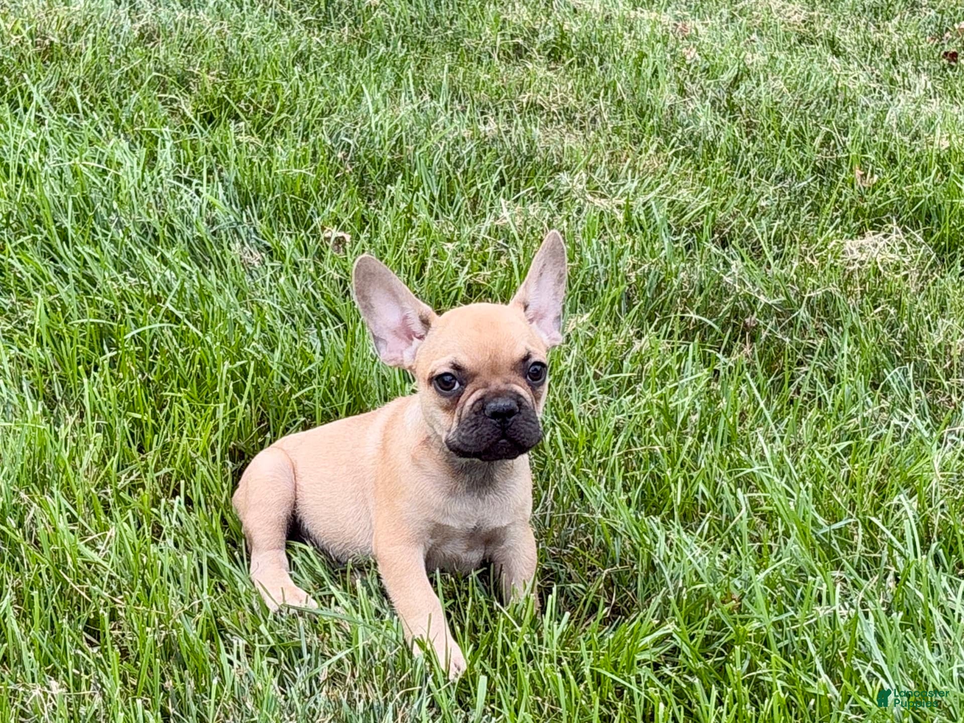 French Bulldog dogs Harris - Ad 40