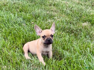 French Bulldog dogs Harris - Ad 25