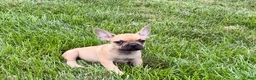 French Bulldog dogs for sale: Harris - Ad 1