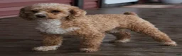 Mini Bernedoodle dogs for sale: Mini Bernedoodle 1 Cotton - Ad 7
