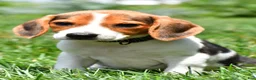Beagle dogs for sale: Polly - Ad 4