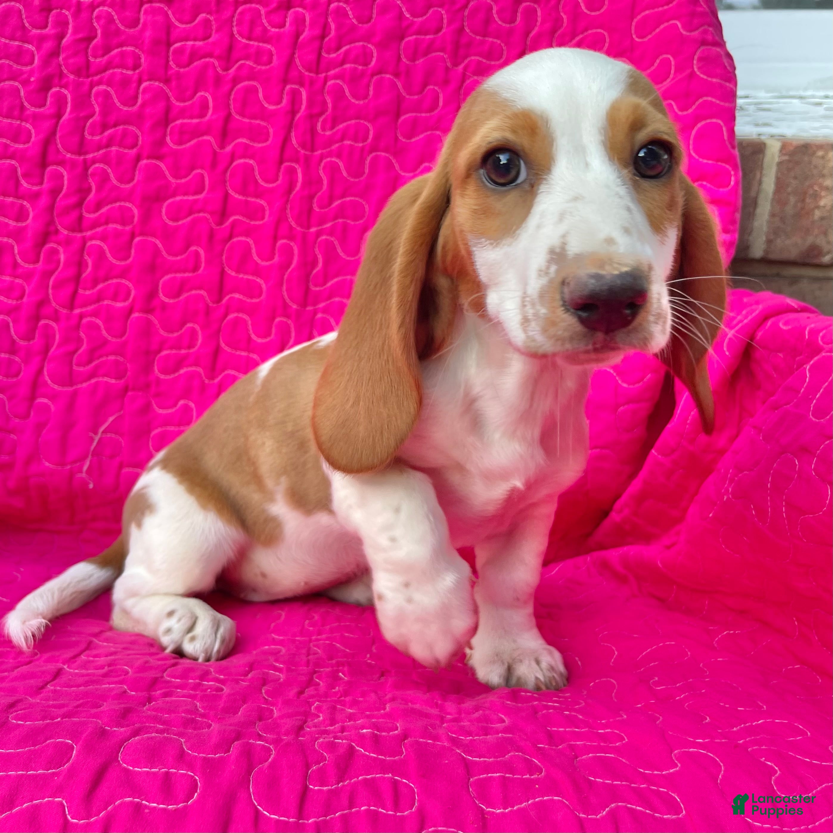 Dachshund dogs Poppy -standard - Ad 42