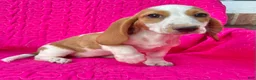 Dachshund dogs for sale: Poppy  - Ad 2