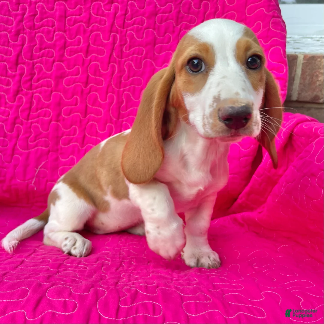 Dachshund dogs for sale: Poppy  - Ad 2