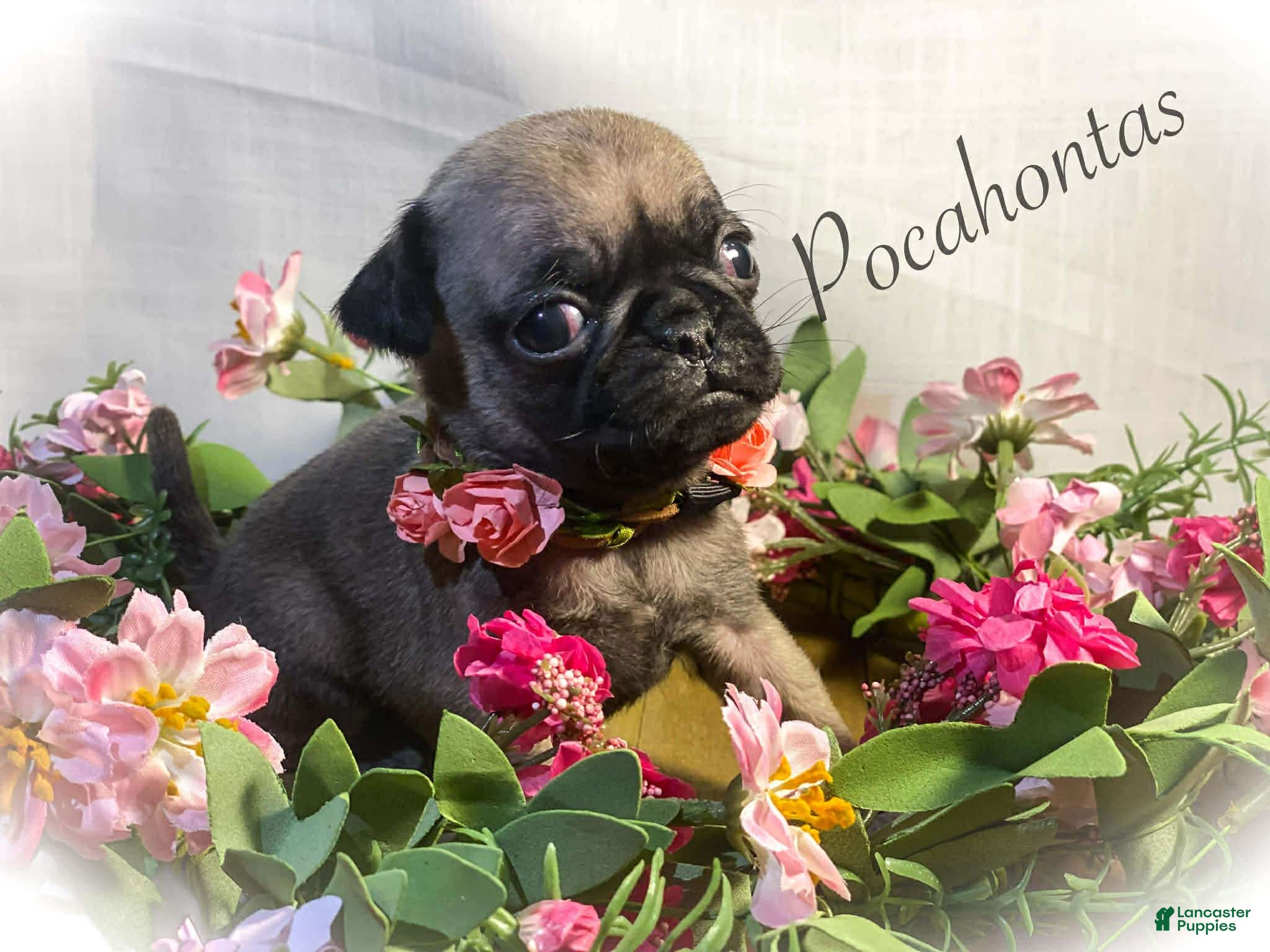 Pug dogs Pocahontas - Ad 2