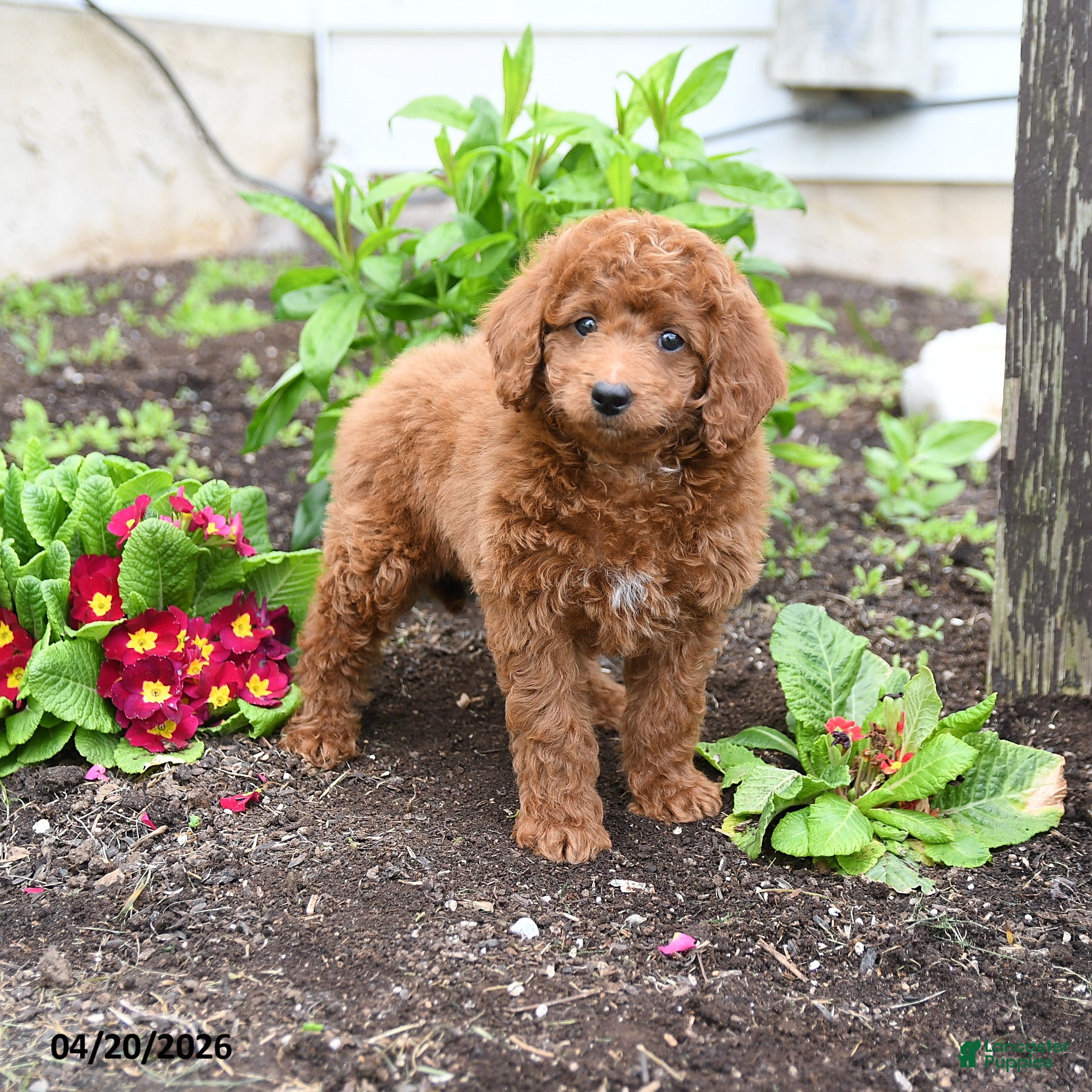Mini Goldendoodle dogs Dodger - Ad 2