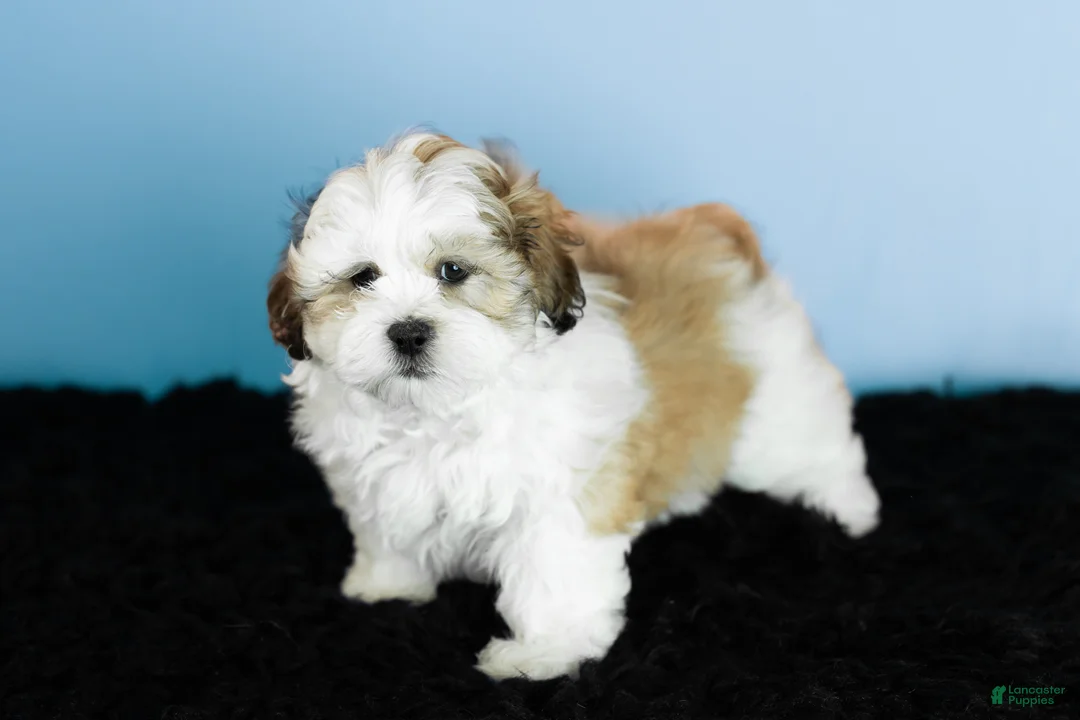 Teddy Bear dogs for sale: milo - Ad 5
